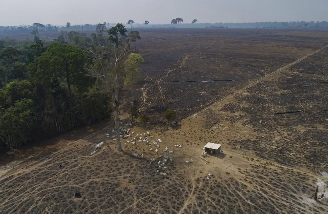 Clarification: Brazil-China-Beef Trade-Deforestation story