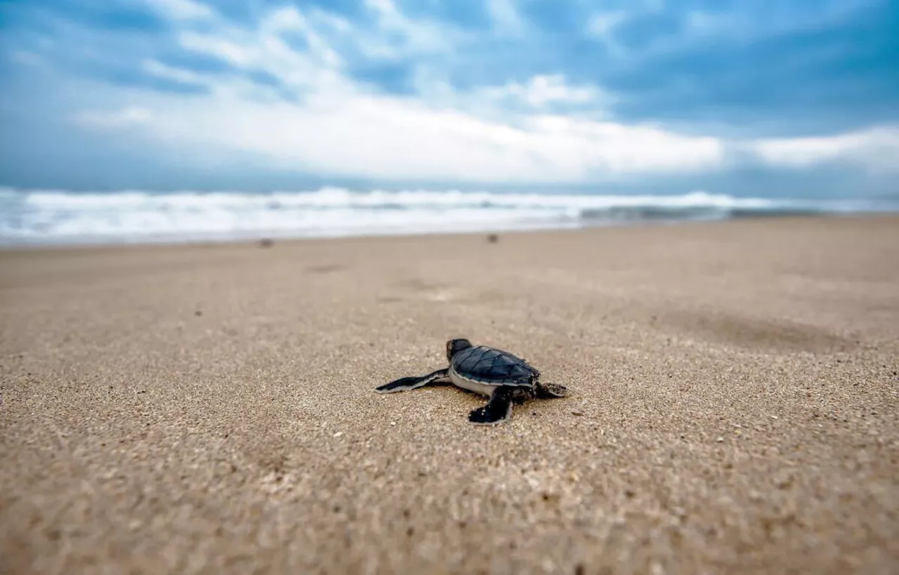 Guyane : Pourquoi la survie des tortues marines est de plus en plus menacée