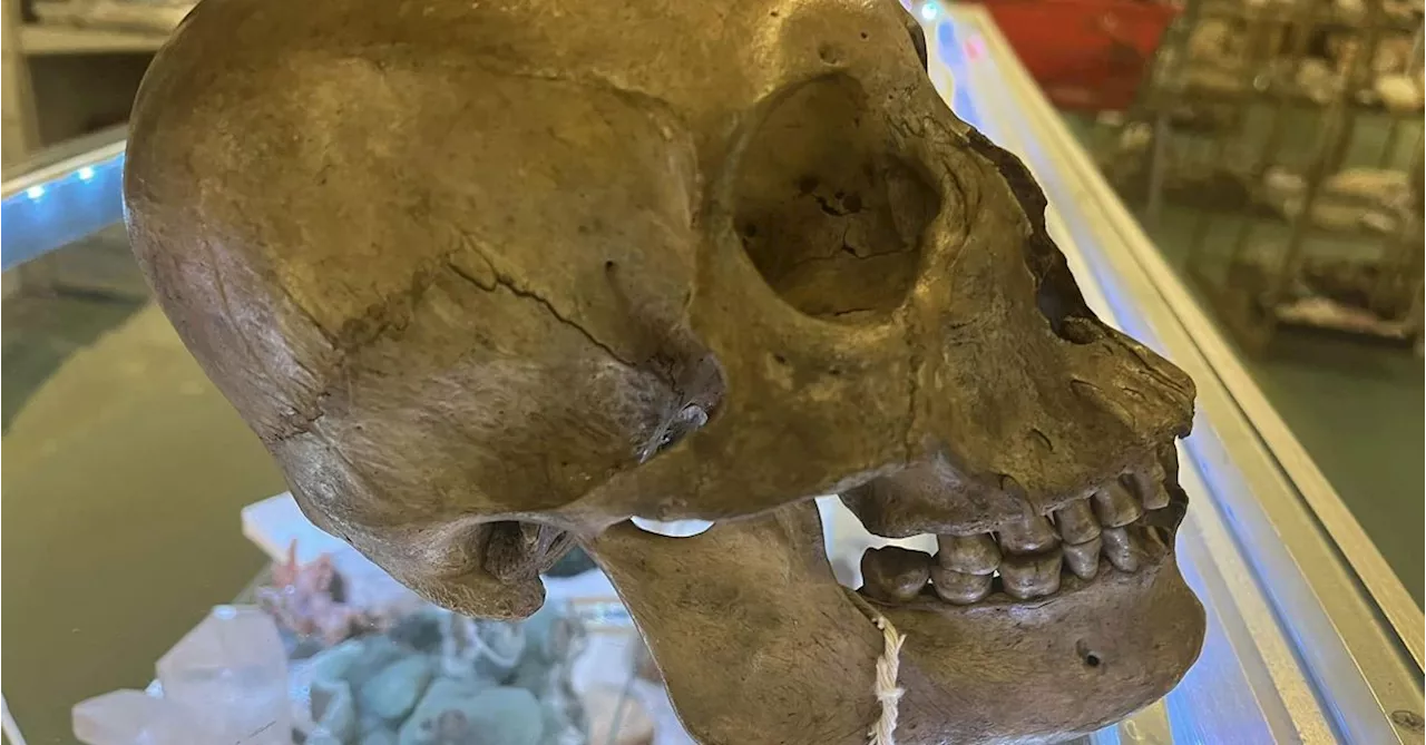 Shopper finds human skull in op shop Halloween display