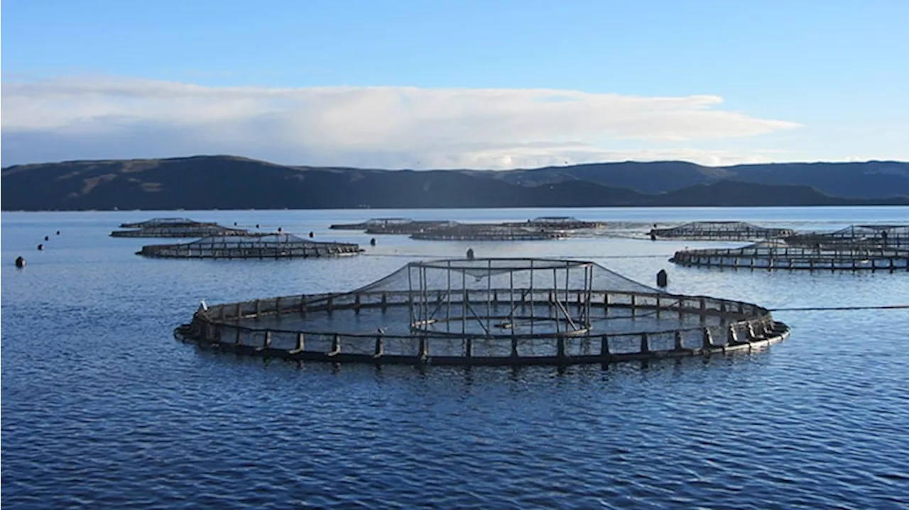 Macquarie Harbour salmon farming may face pause amid 'reconsideration' of licence, Federal Environment Minister Tanya Plibersek warns