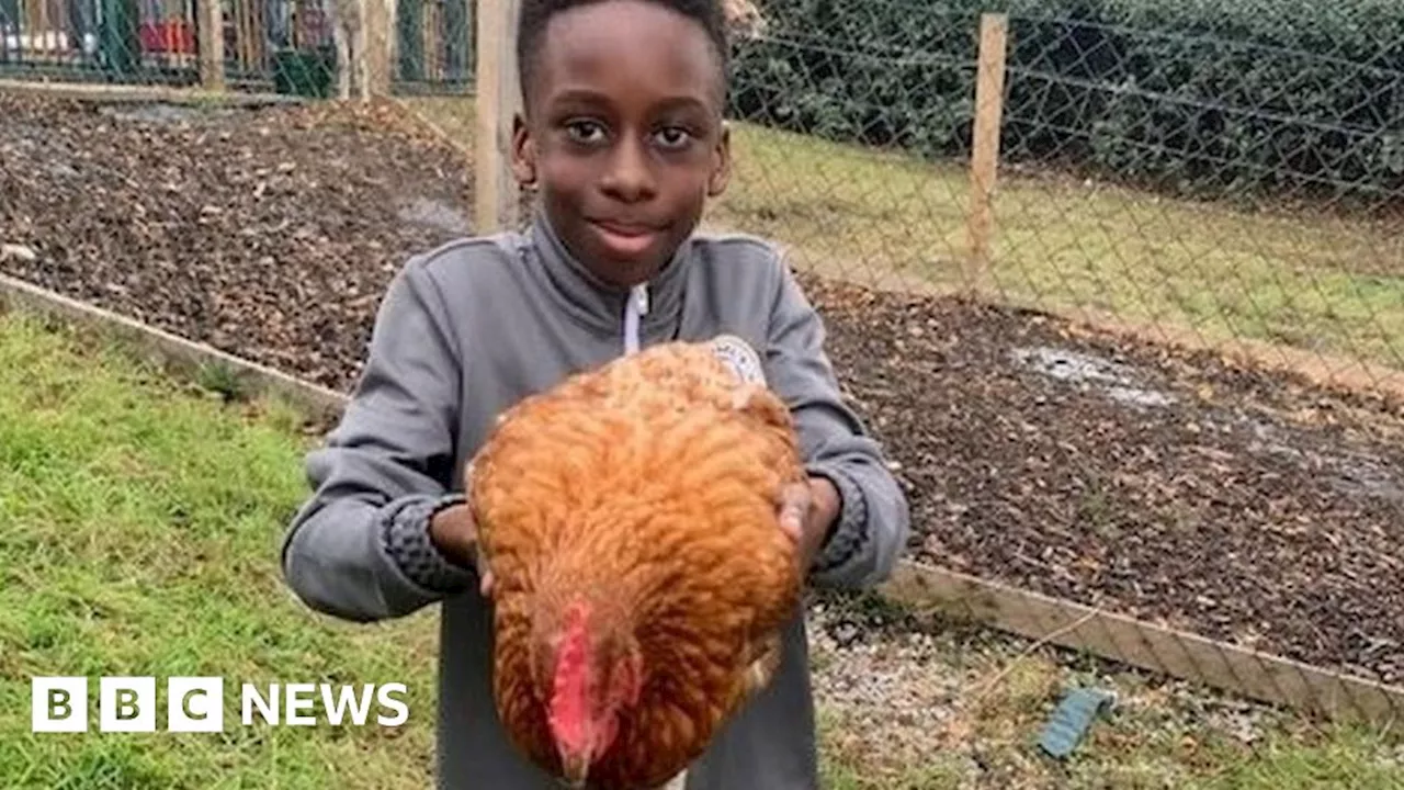 The farm at an inner city Birmingham school