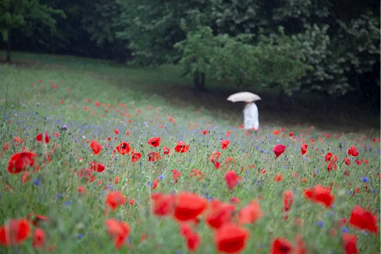 An umbrella may be needed this Remembrance Day in Burnaby