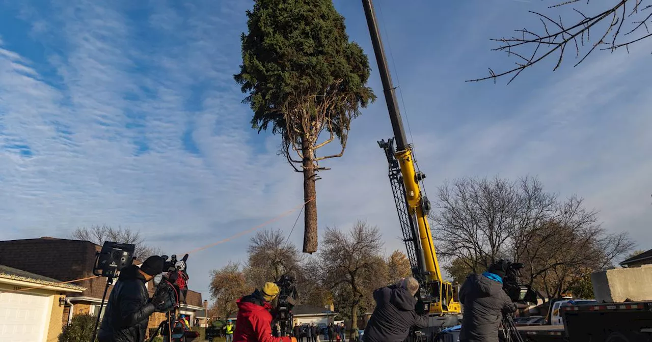 Photos: The 110th annual City of Chicago Christmas Tree