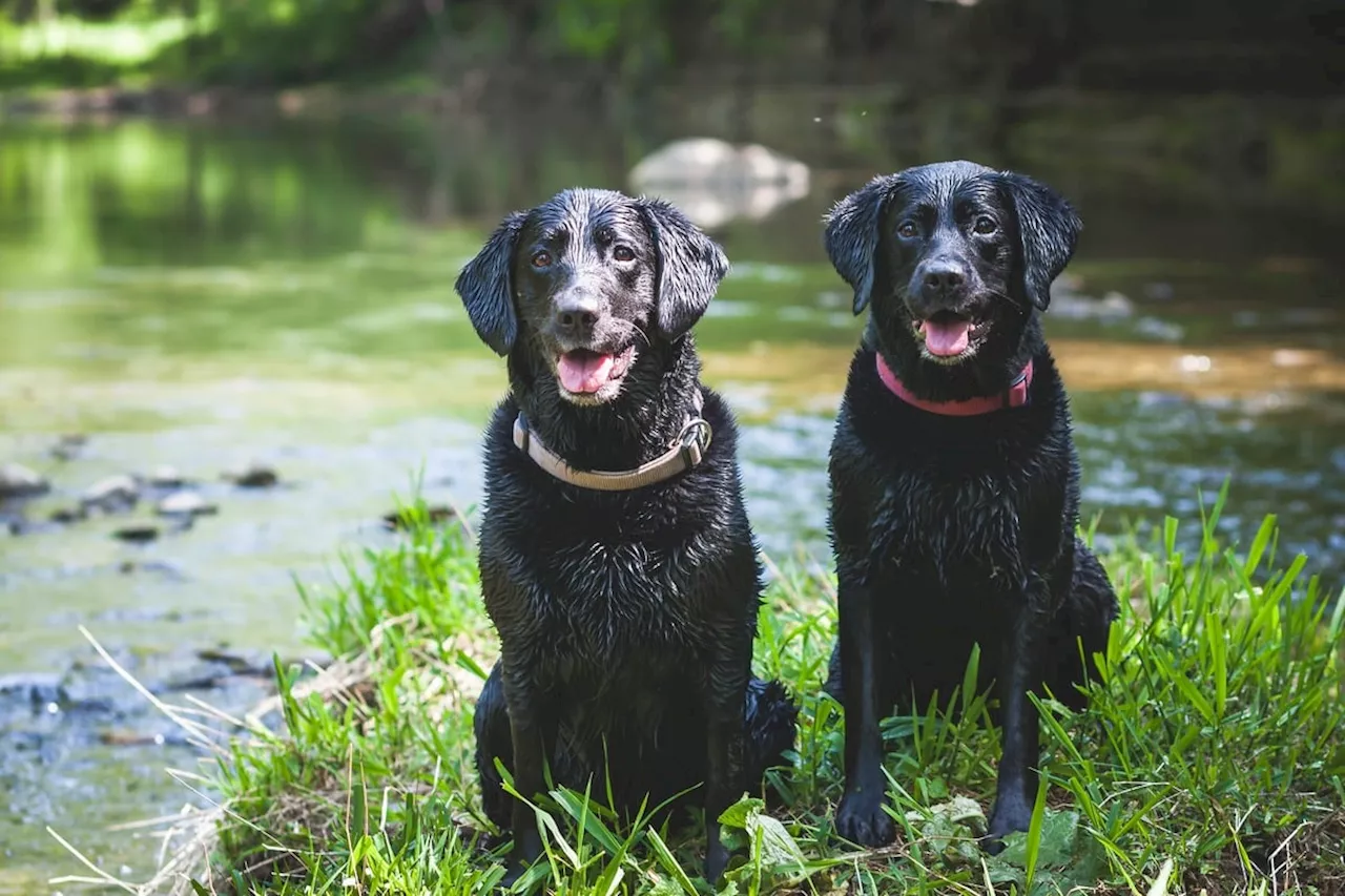 Un homme exécute ses deux labradors noirs pour une raison stupéfiante