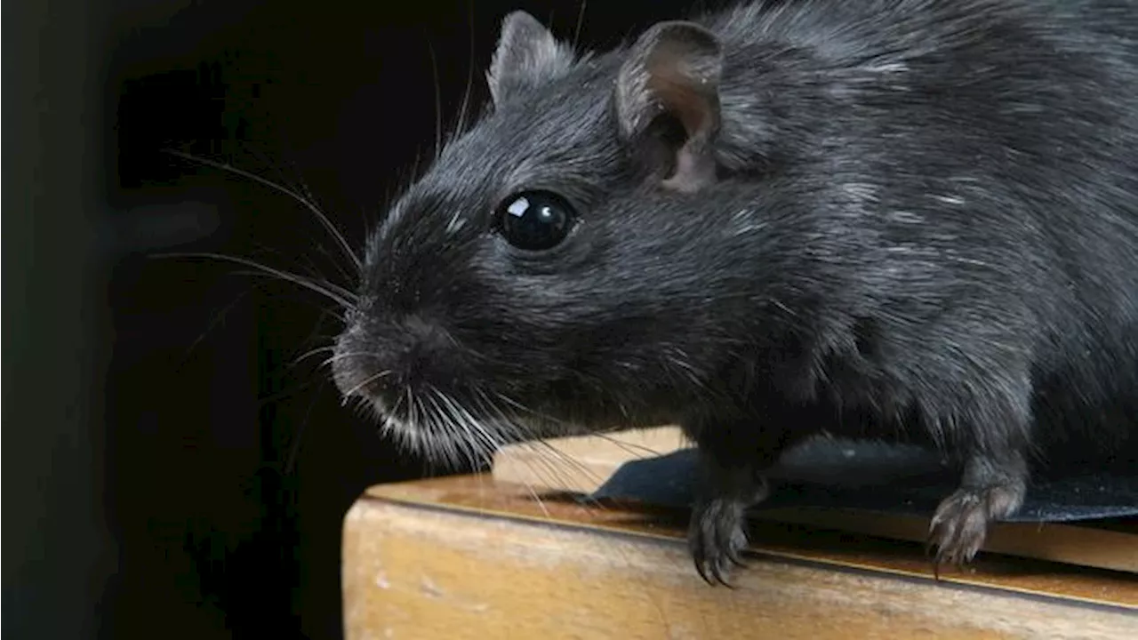 5 Cara Usir Tikus di Plafon Rumah, Ampuh Bikin Enggak Balik Lagi