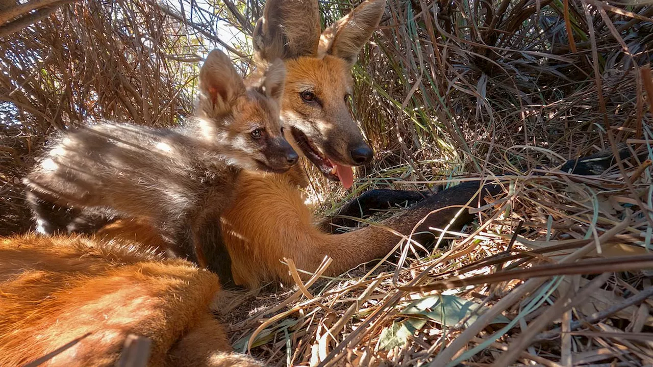 Heartbreak as adorable Planet Earth III wolf and two pups drown shortly after being filmed for...