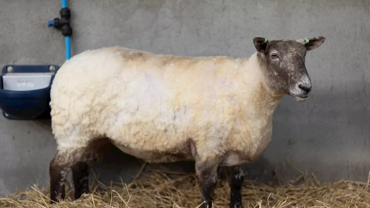 Rescue of Britain's 'loneliest sheep' descends into farce as animal rights activists demand Fiona...