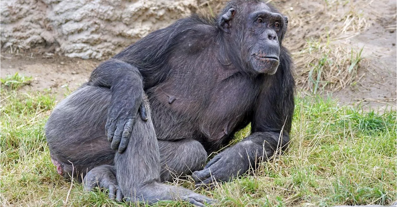 La menopausia de las chimpancés y la evolución de las señoras