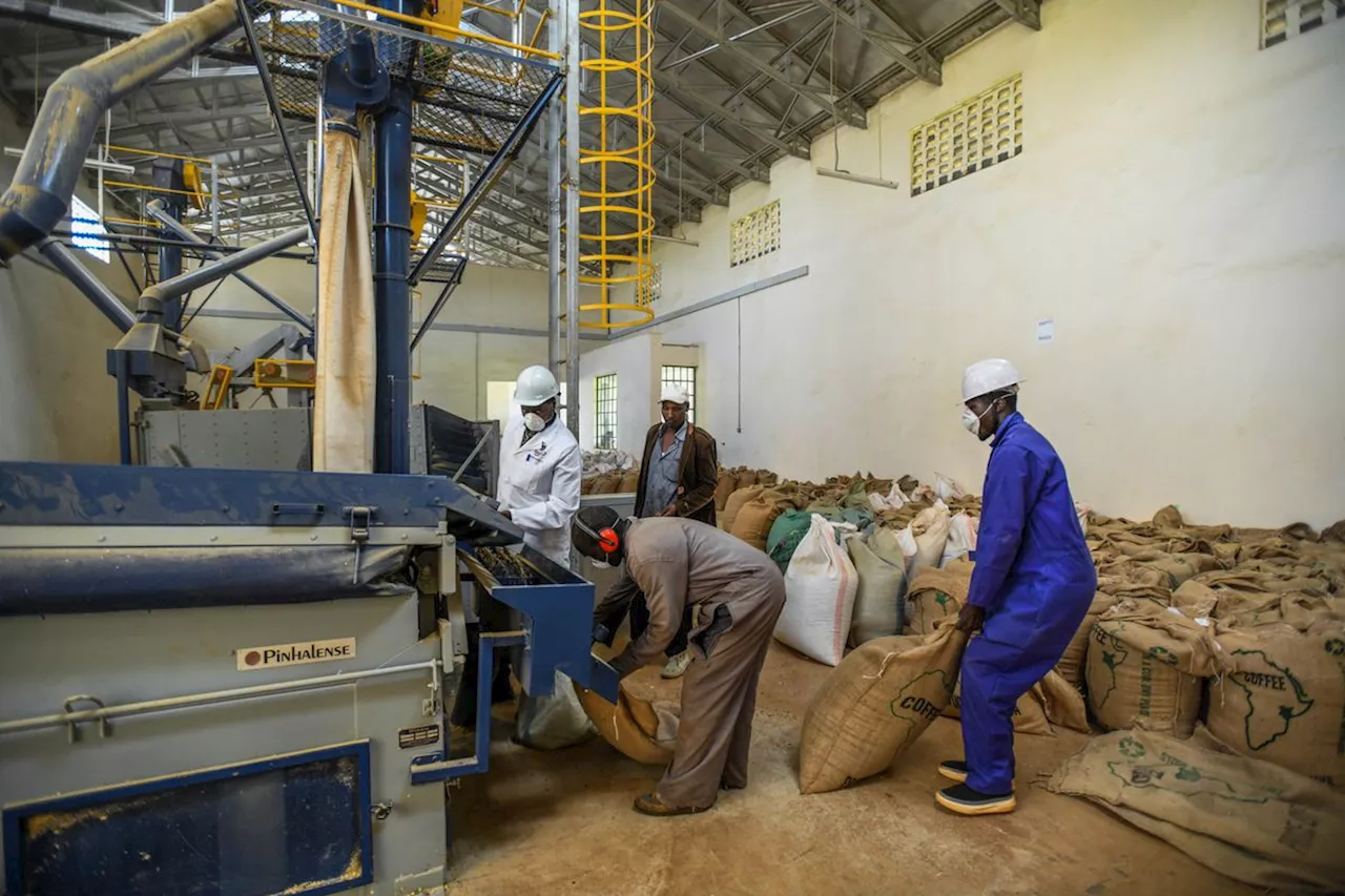 Los campesinos del café que marcan sus precios ajenos al vaivén de los mercados internacionales