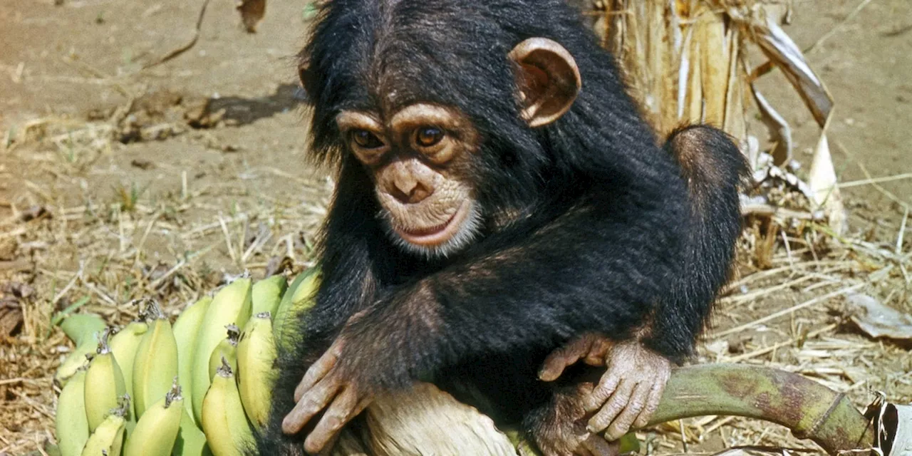 Wieso schälen Schimpansen Bananen andersherum als Menschen?