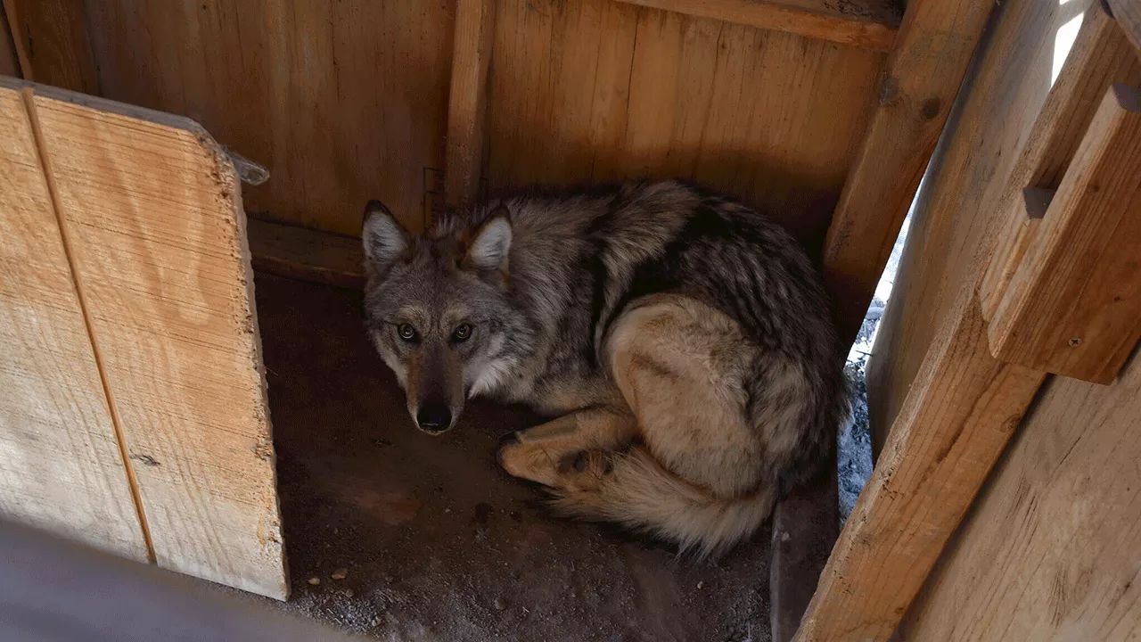 Endangered Mexican gray wolf roams beyond boundaries, scientists say