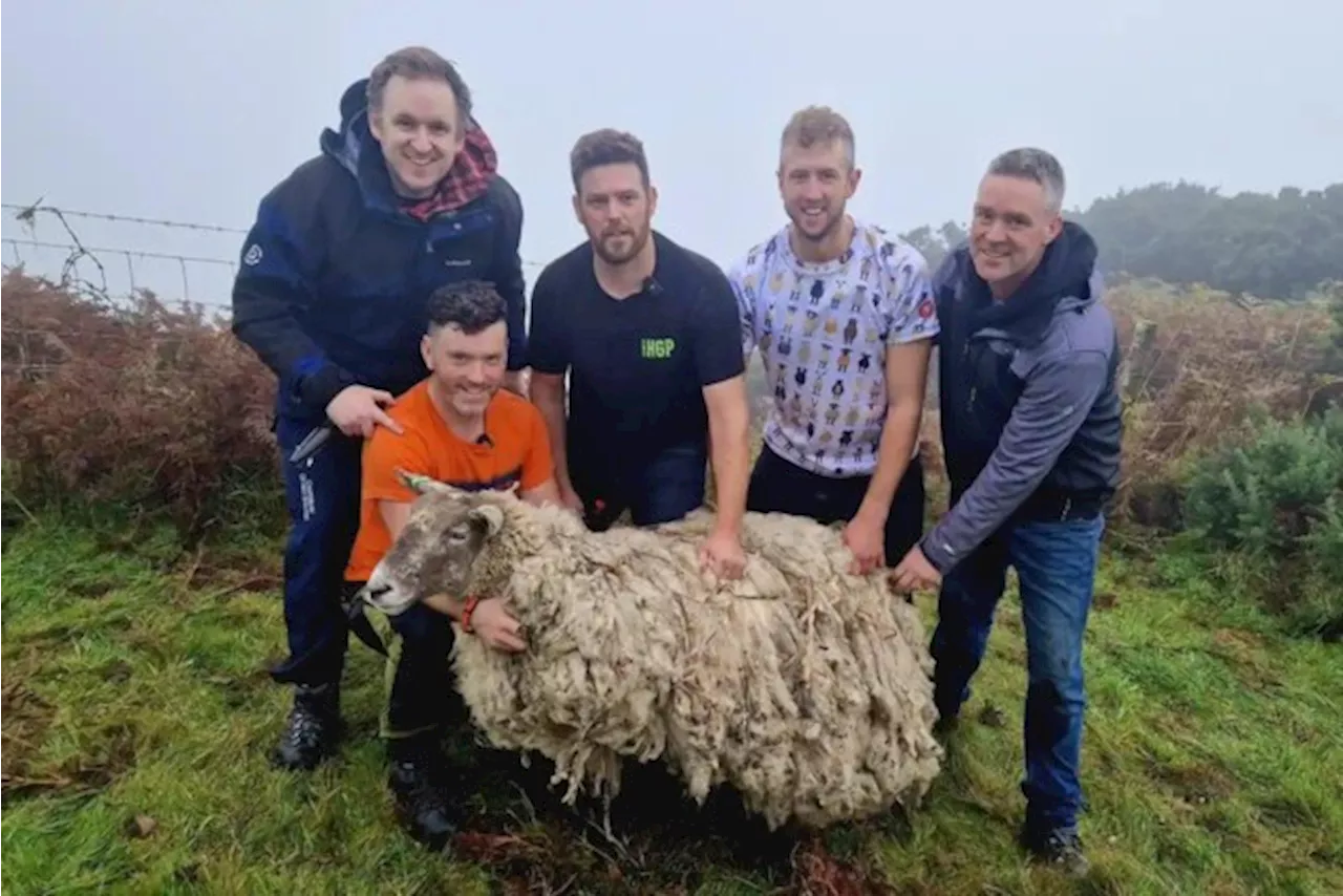 Het eenzaamste schaap van het Verenigd Koninkrijk is nog maar pas gered of het moet al onderduiken