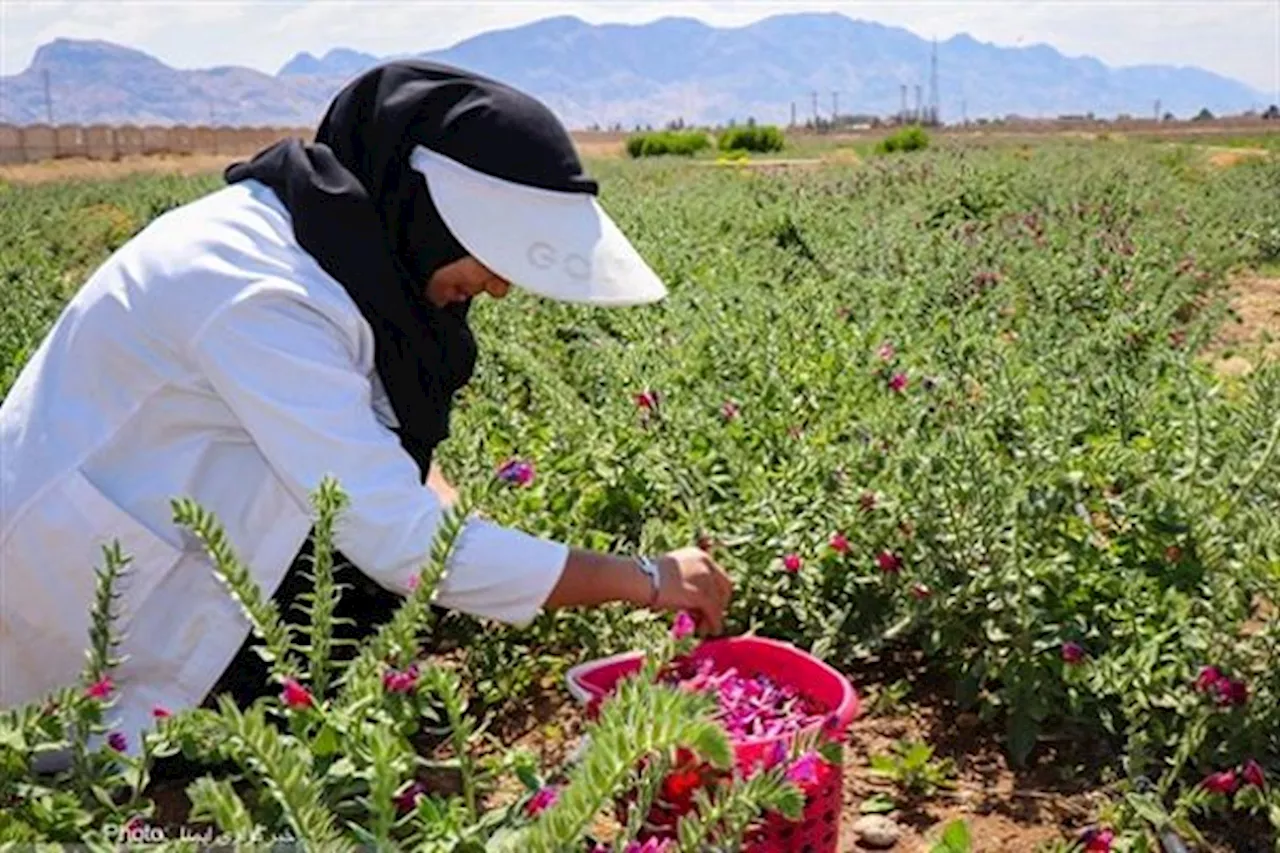 تهیه طرح پرورش گیاهان دارویی در ۲.۵ میلیون هکتار از اراضی مرتعی کشور