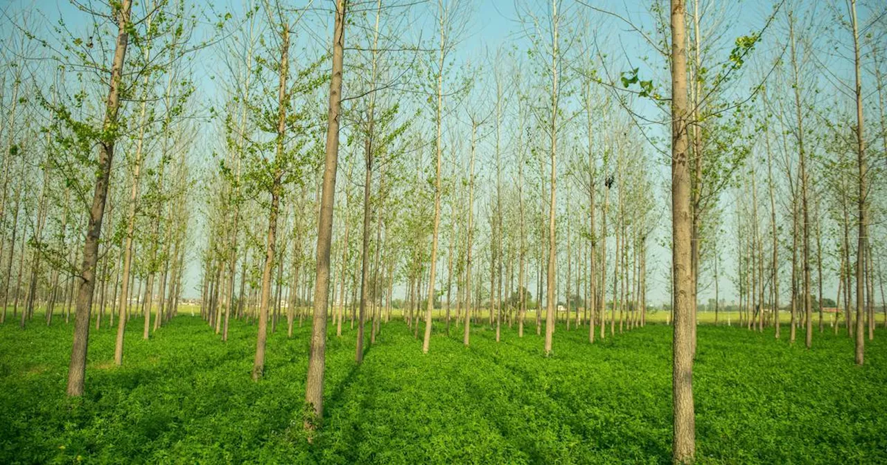 How to make farms more climate resilient? The solution is simple: trees