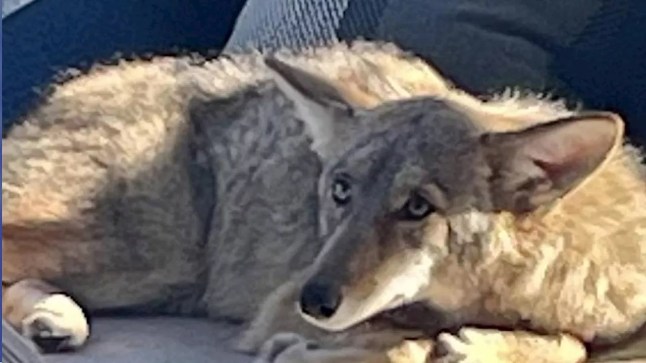 Couch potato: Coyote naps on porch of San Francisco home