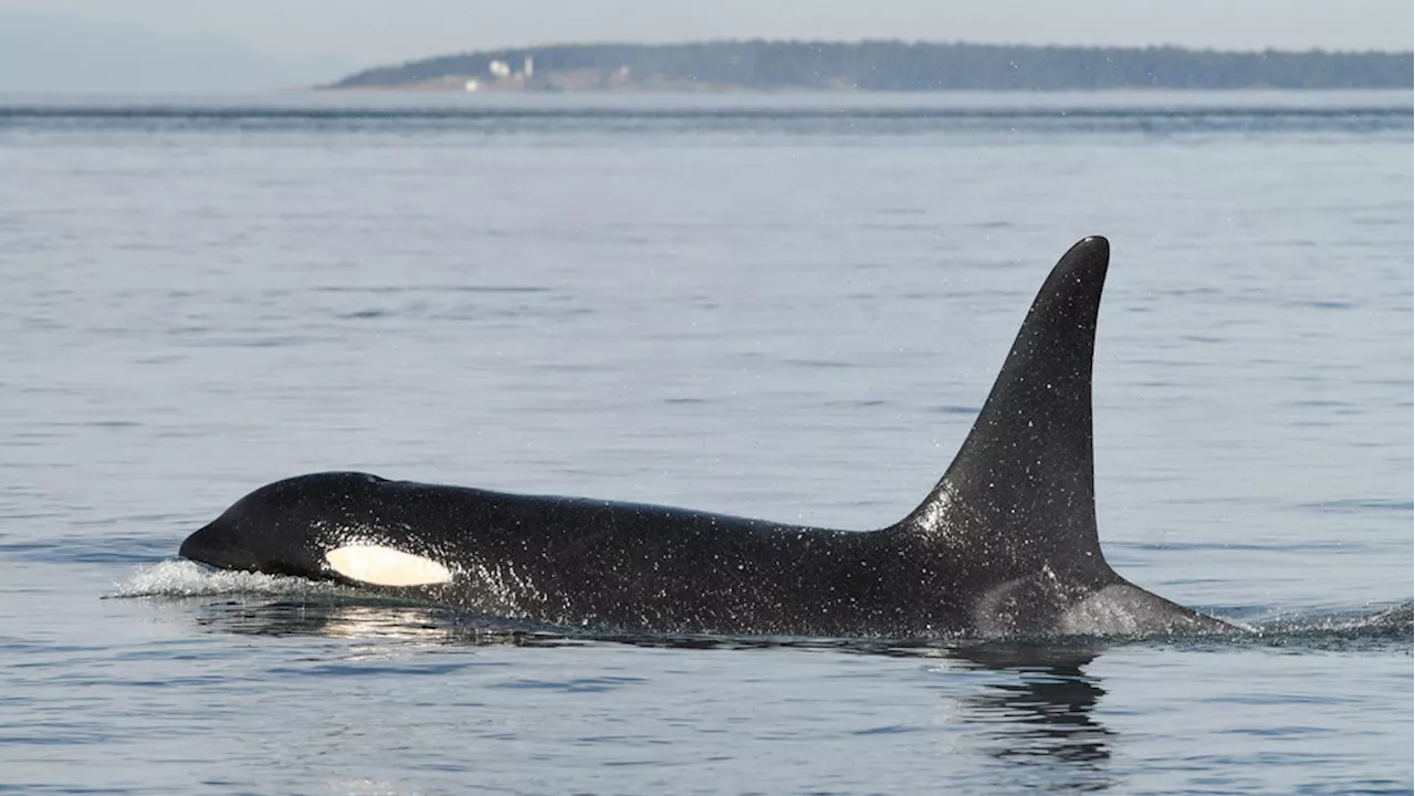 Southern Resident Orca reportedly missing from group since July