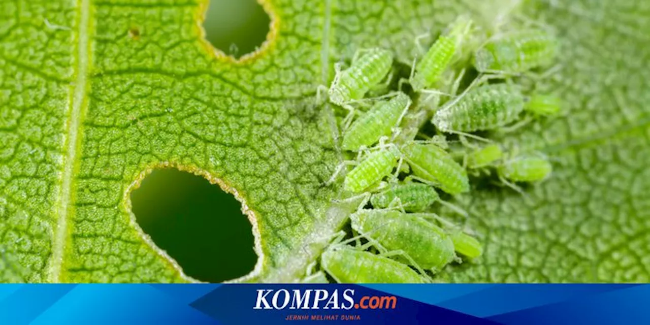 Cara Membasmi Kutu Daun Pakai Pasta Gigi, Mudah Dilakukan