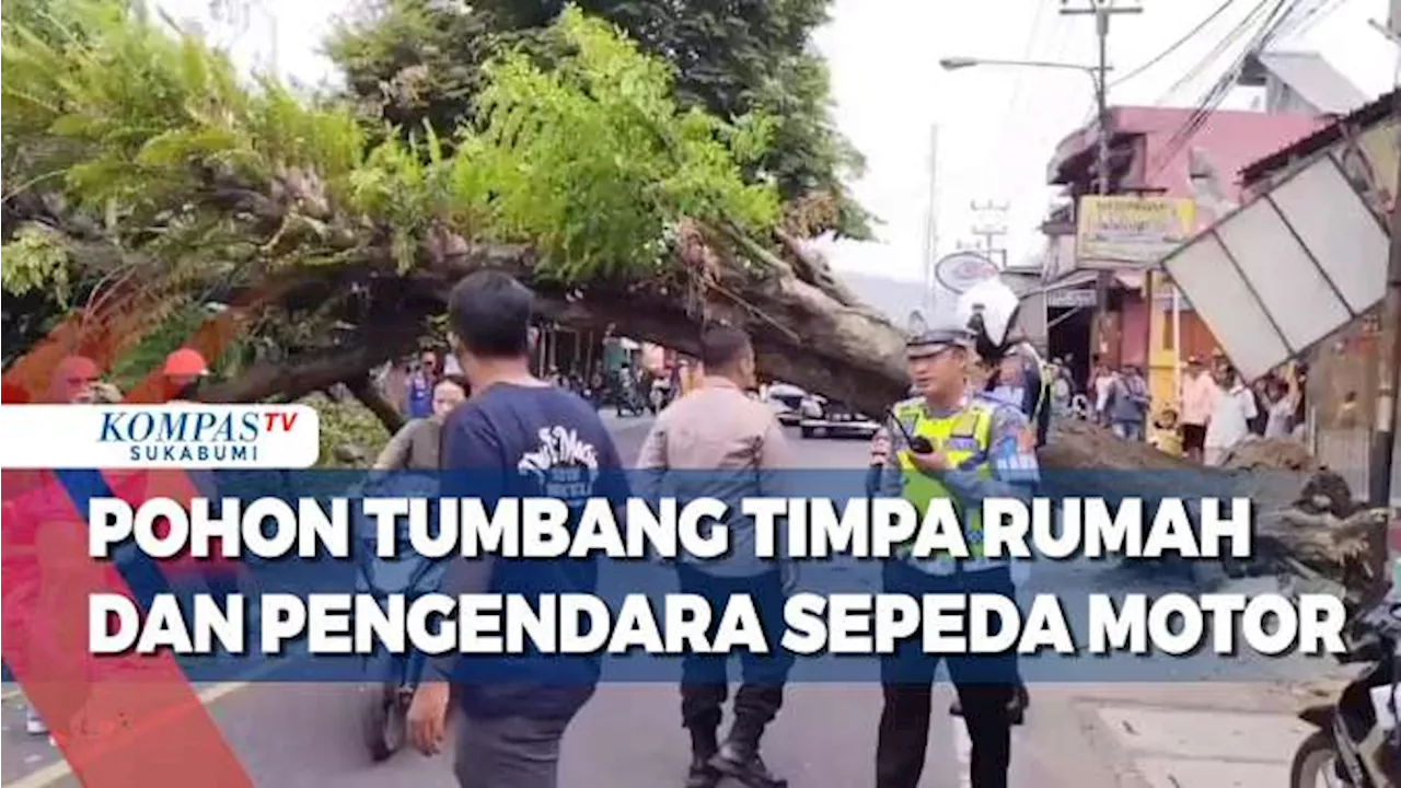 Pohon Tumbang Timpa Rumah Dan Pengendara Sepeda Motor