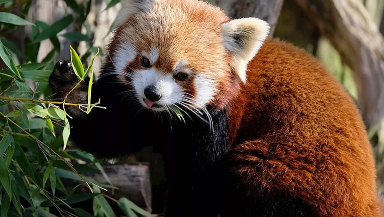 Tempête Ciaran : un panda roux porté disparu suite aux intempéries retrouvé sain et sauf en Bretagne