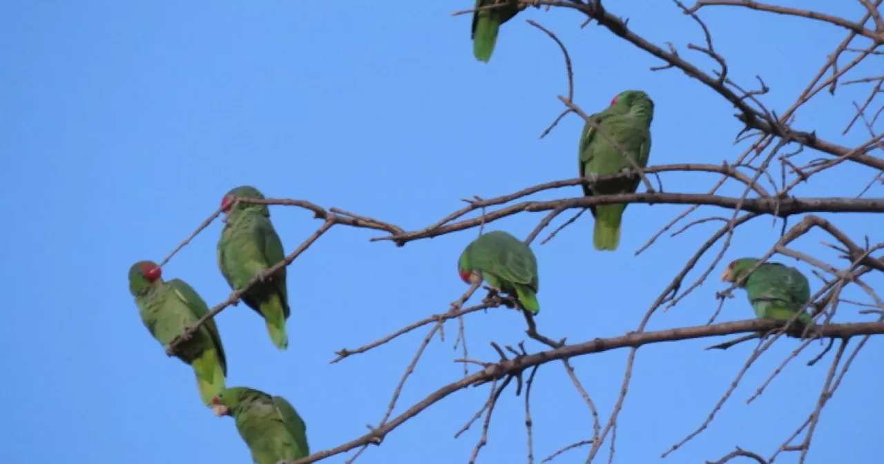 Who’s Capturing Parrots With Nets In Temple City?