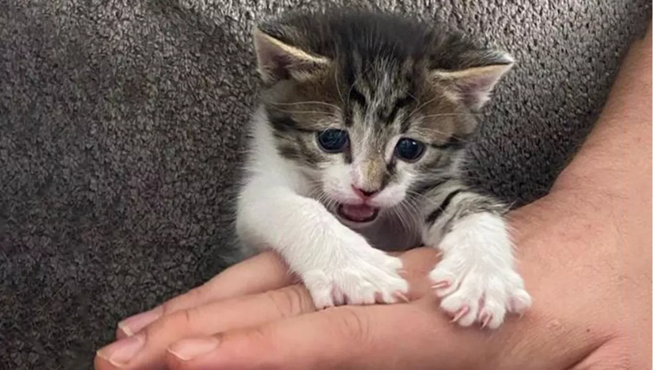 Un uomo sente miagolare in un giardino e scopre un gatto più piccolo del suo palmo della mano