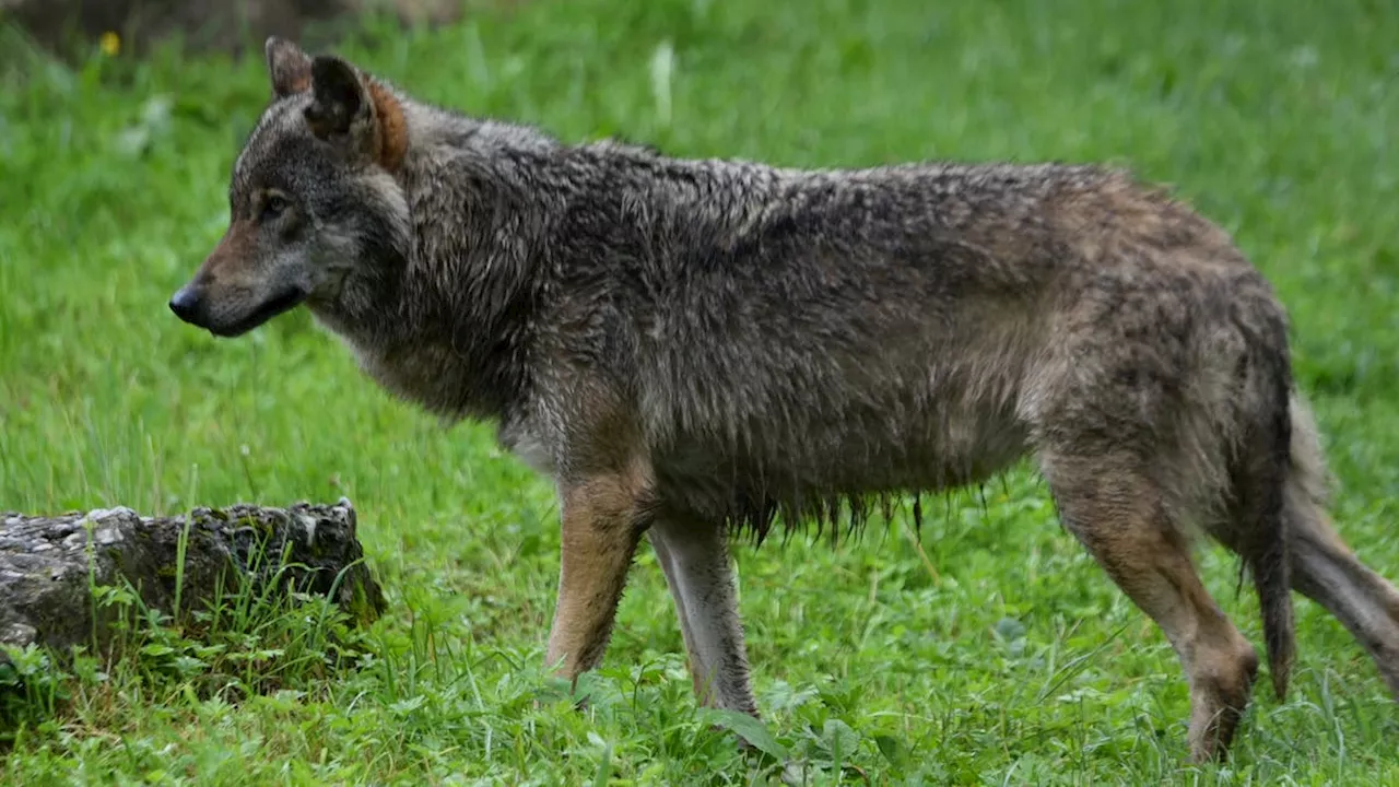 War's der Wolf? In Beromünster wird ein gerissenes Schaf entdeckt