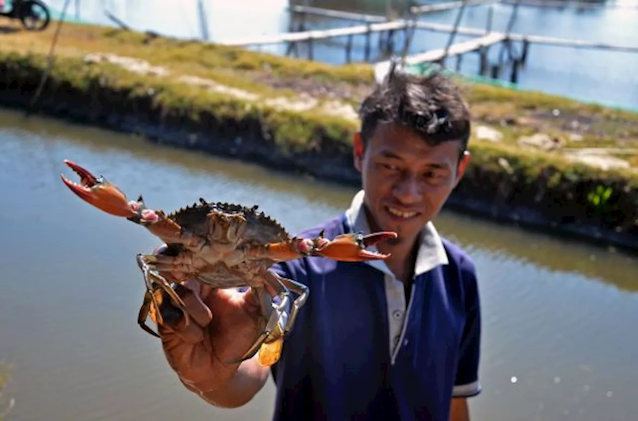 Nelayan Pesisir Sulbar Kembangkan Budidaya Kepiting Bakau