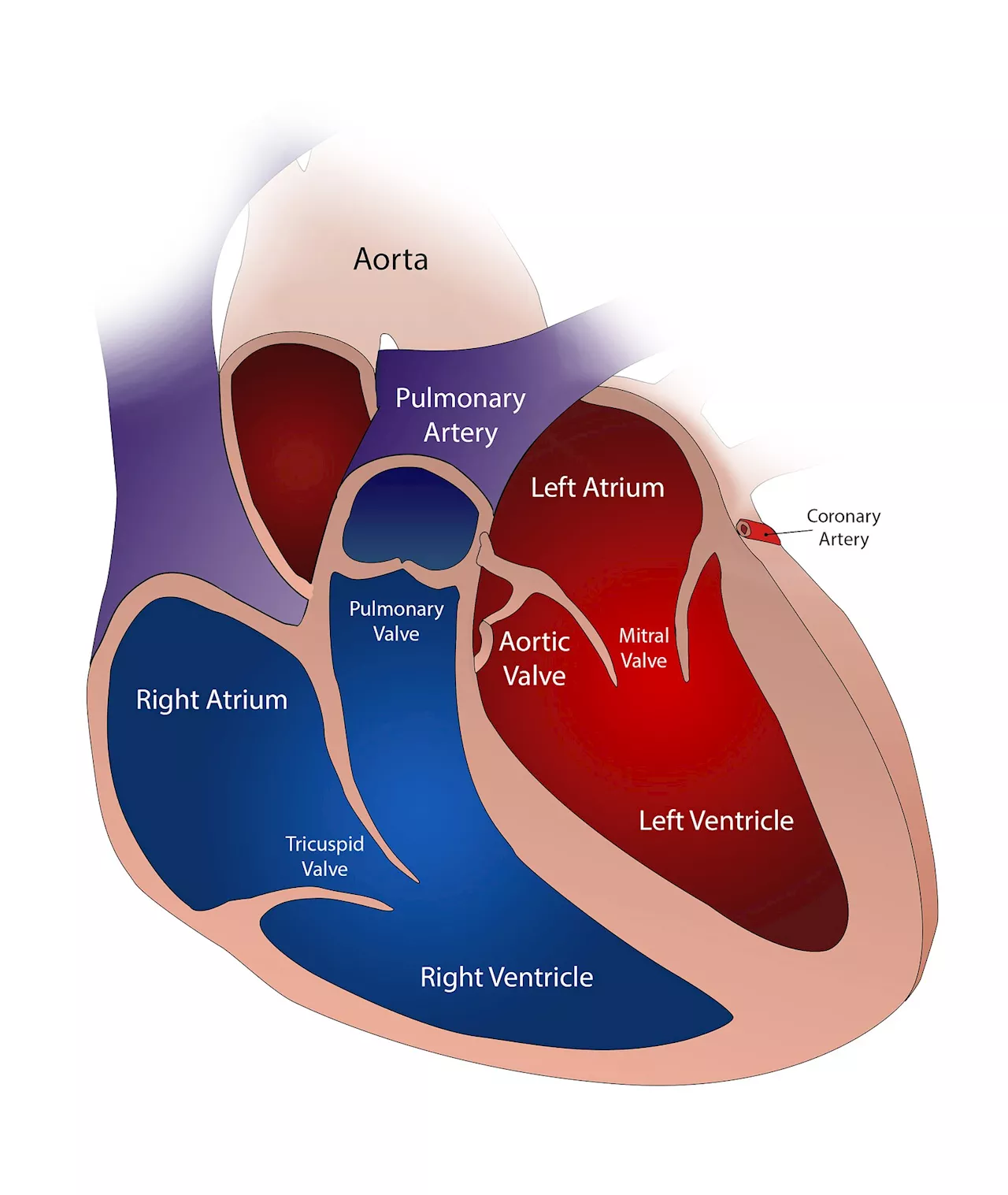 AI may accurately detect heart valve disease and predict cardiovascular risk