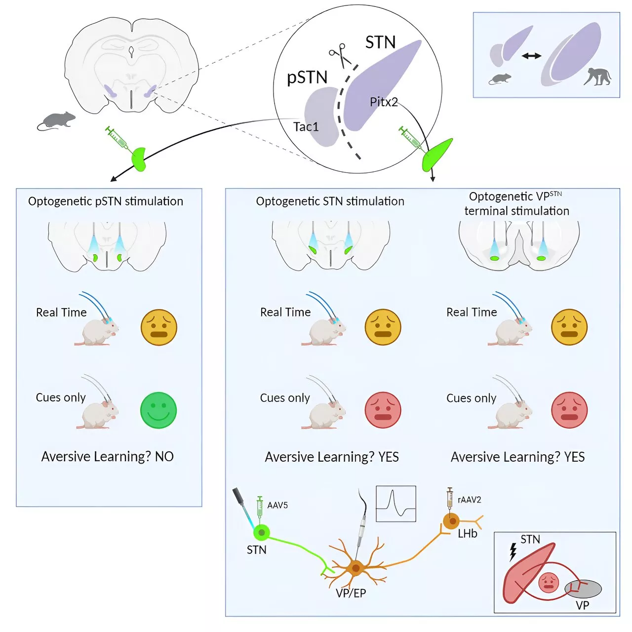 Neural circuit location of strong sense of discomfort found