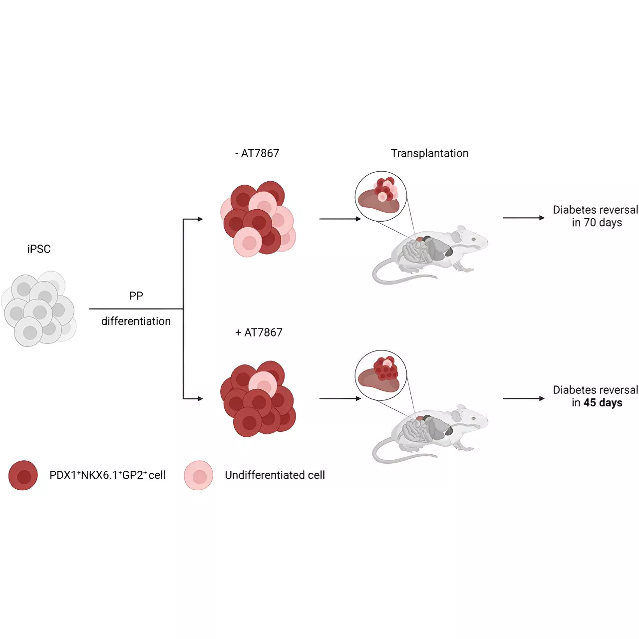 New process produces purer, safer pancreas stem cells for potential transplant