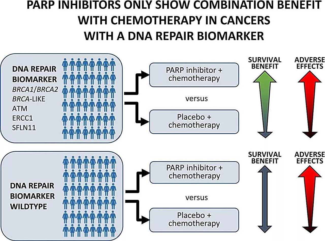 Predicting cancer patient response to drugs that block DNA repair