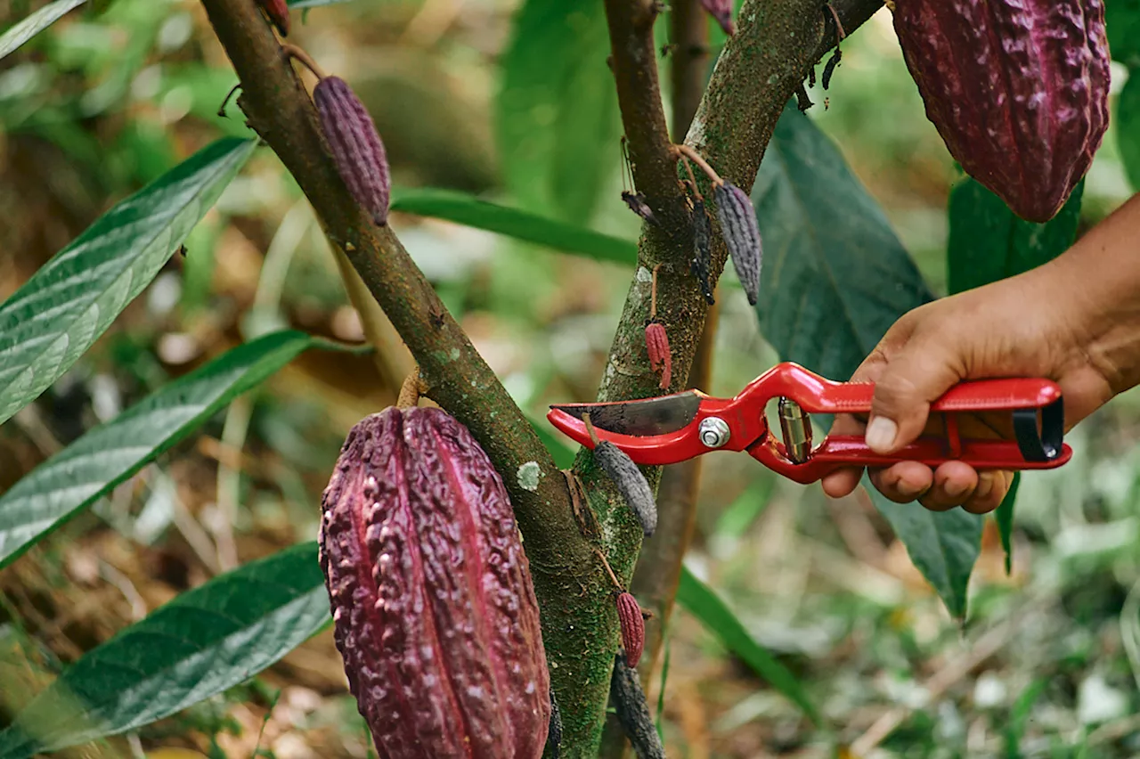 México consume 700 gramos de chocolate per cápita al año, según un informe