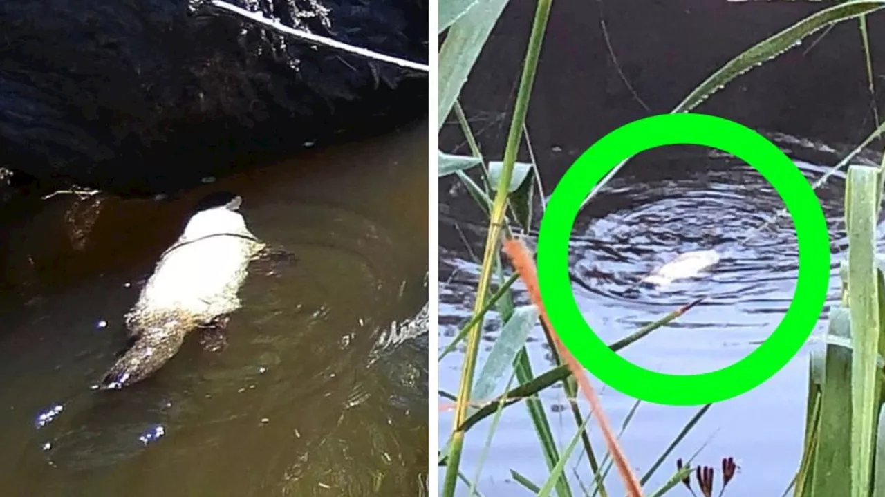 ‘Extraordinary’ albino Aussie wildlife spotted