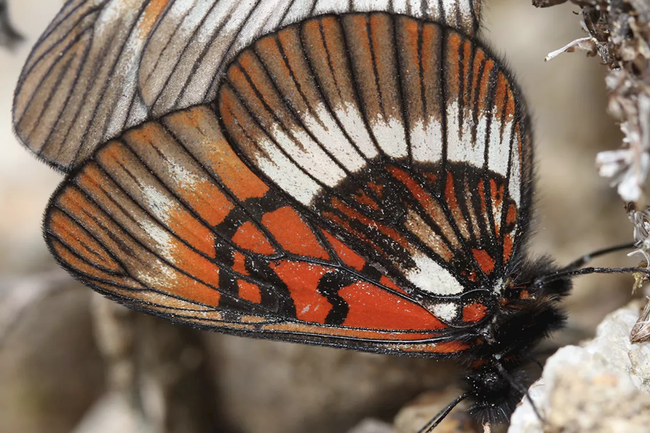 New Species of Butterfly 'Stained With Fire' Found in Cloud-Covered Forests