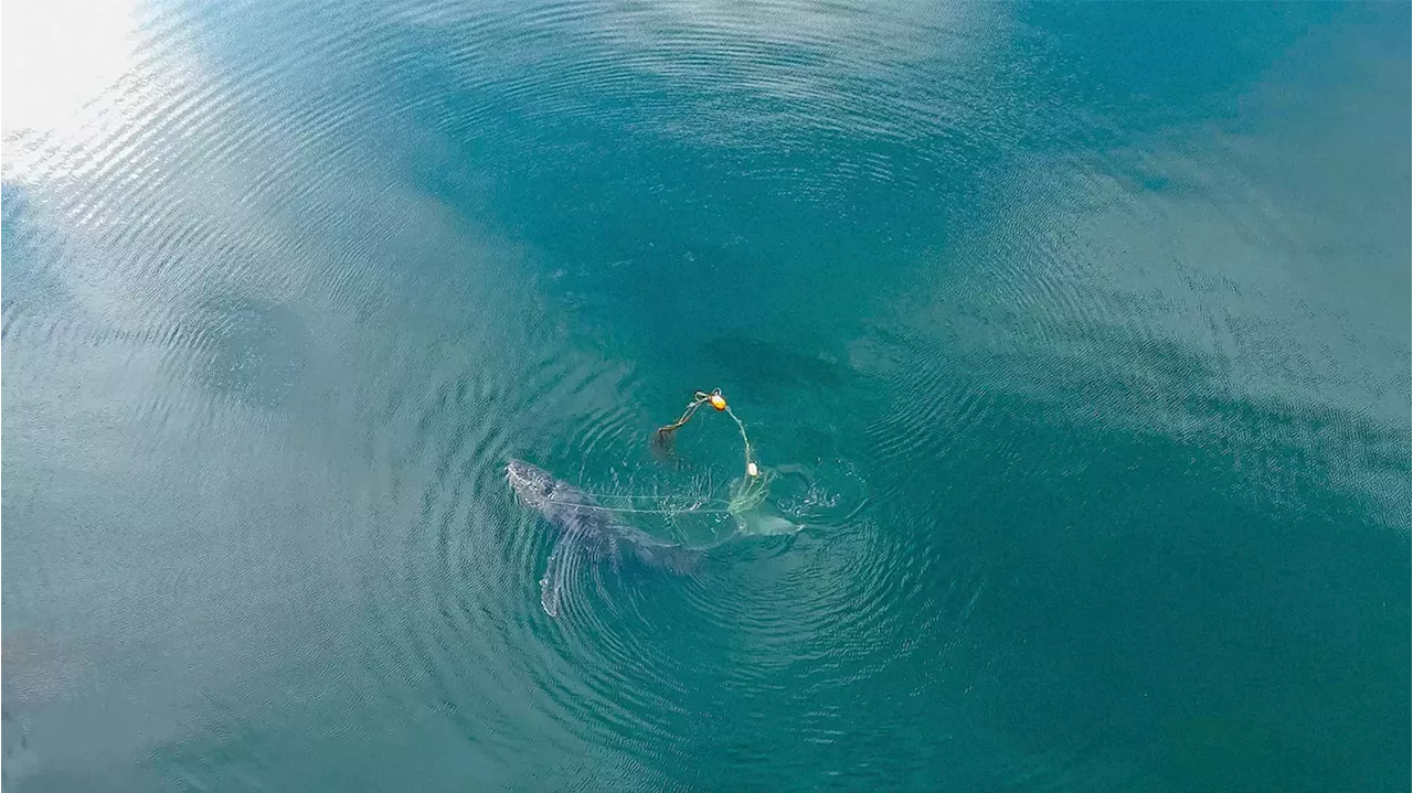 How wildlife officials saved a humpback whale found 'hogtied' to a 300-pound crab pot