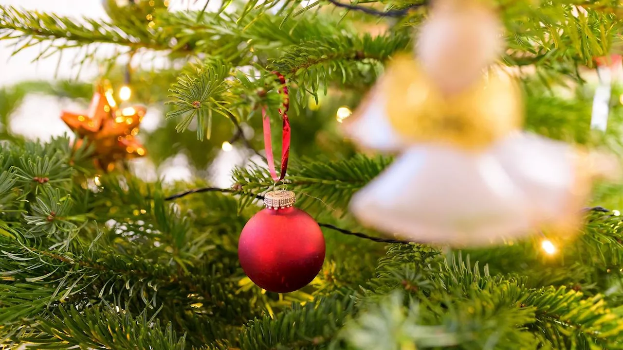 Sachsen: Weihnachtsbaum für Leipzig kommt aus Torgau