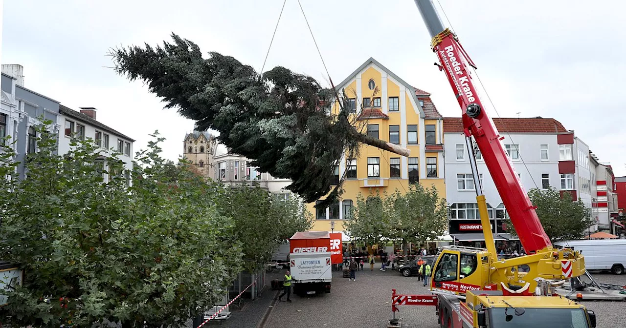 Der große Weihnachtsbaum steht schon auf dem Alten Markt in Herford