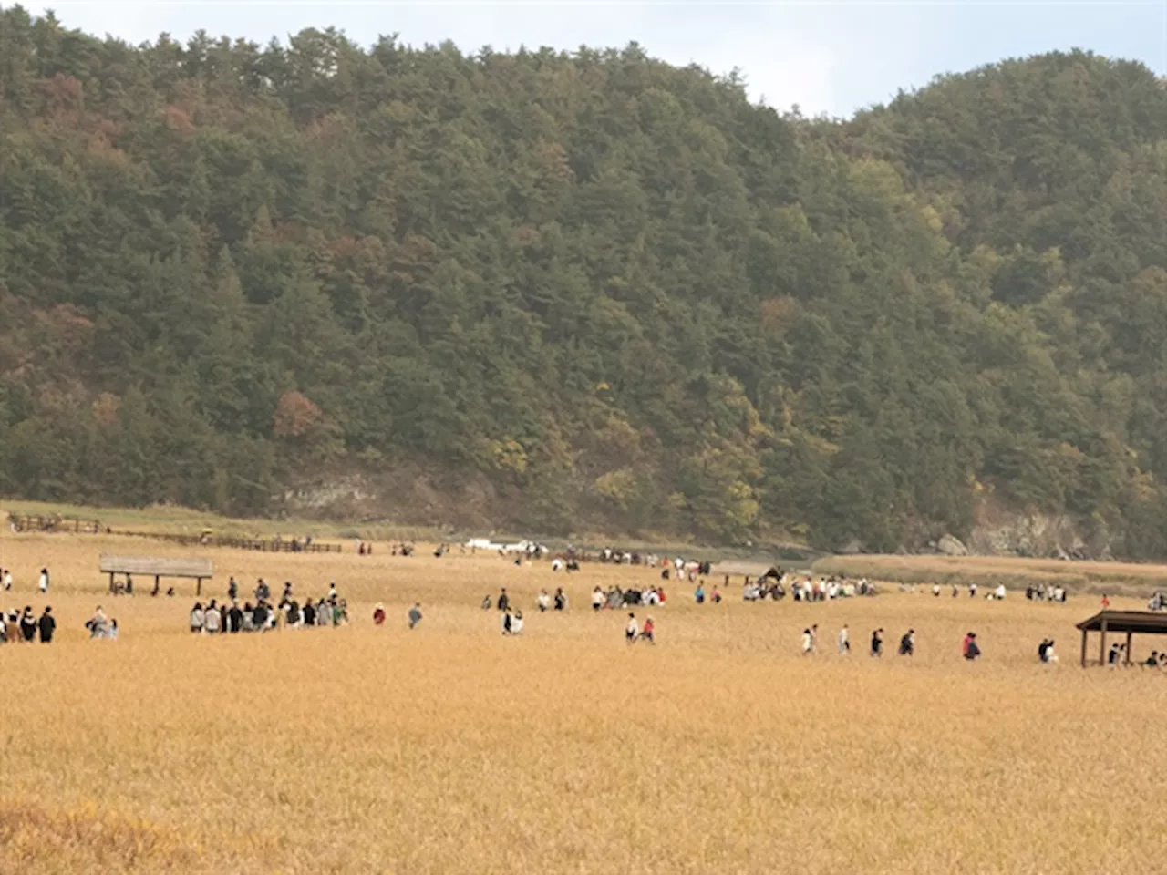 사르락 소리, 누룽지 냄새... 황홀했던 황금 갈대숲