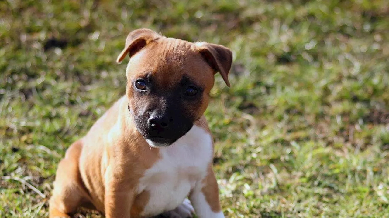 Hausse inquiétante des vols de chiens de race à Marseille, notamment à cause des arnaques