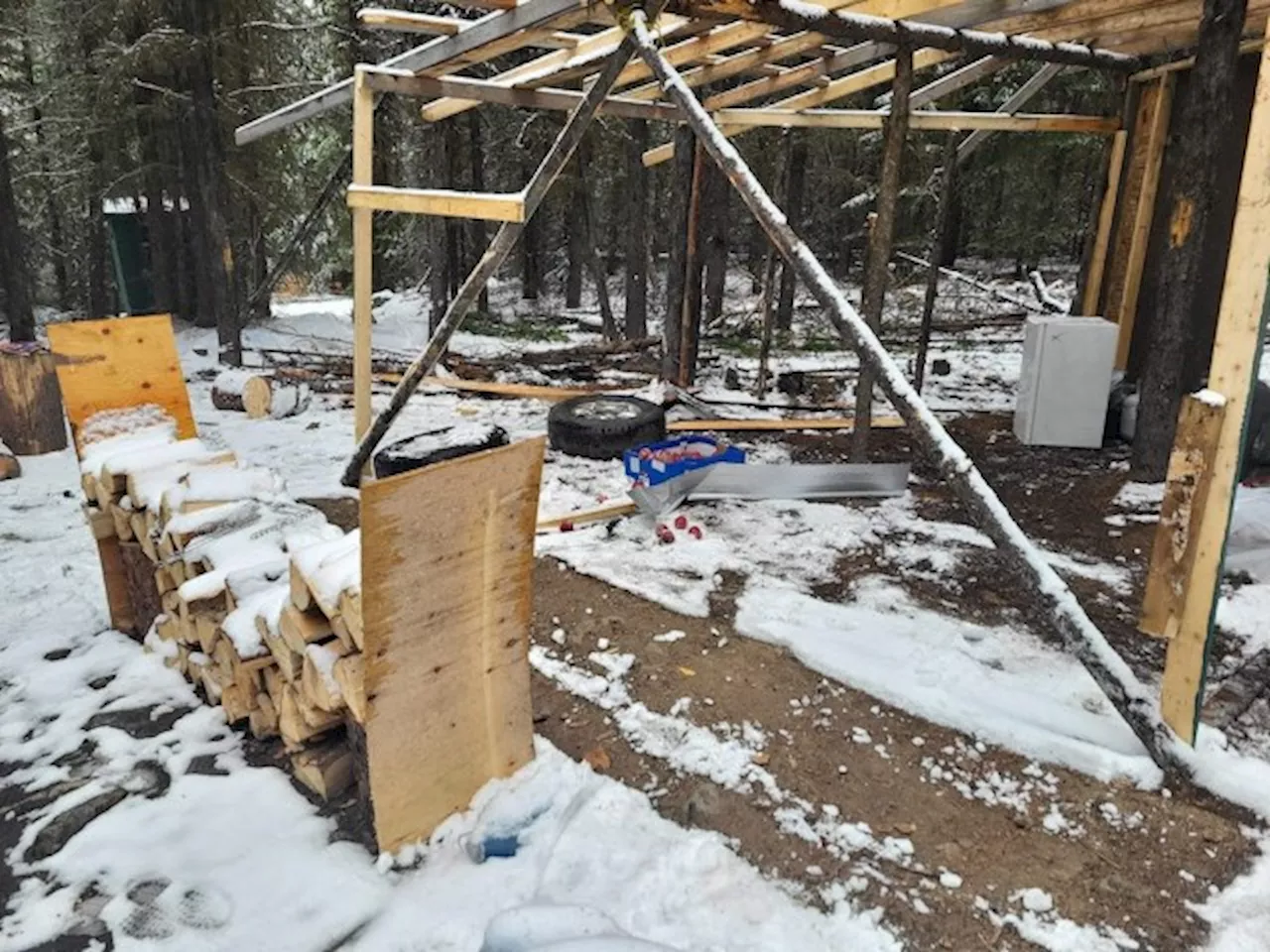 Okanagan Forest Task Force finds illegal campsite with dozens of live trees cut down