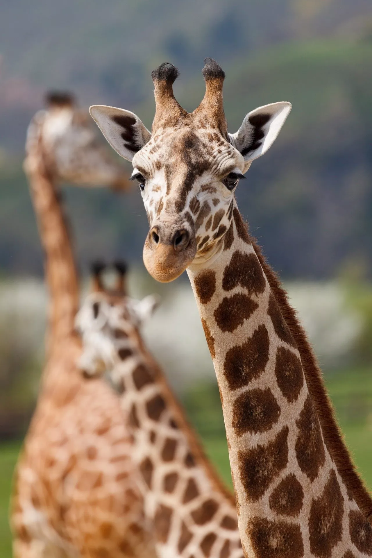 First interactive enrichment system for giraffes prototyped in Scottish zoo