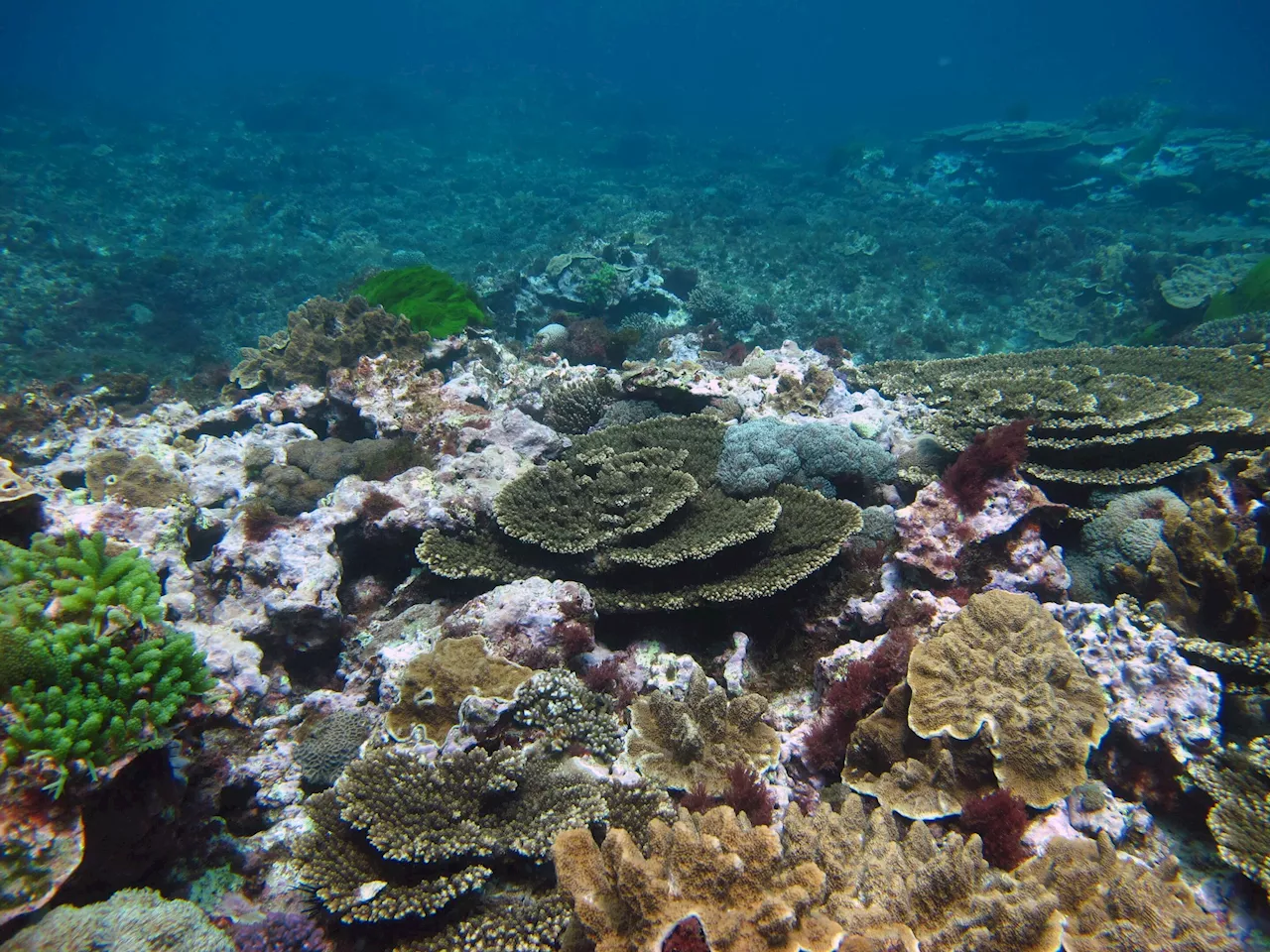 New algae species rewrites understanding of reef systems