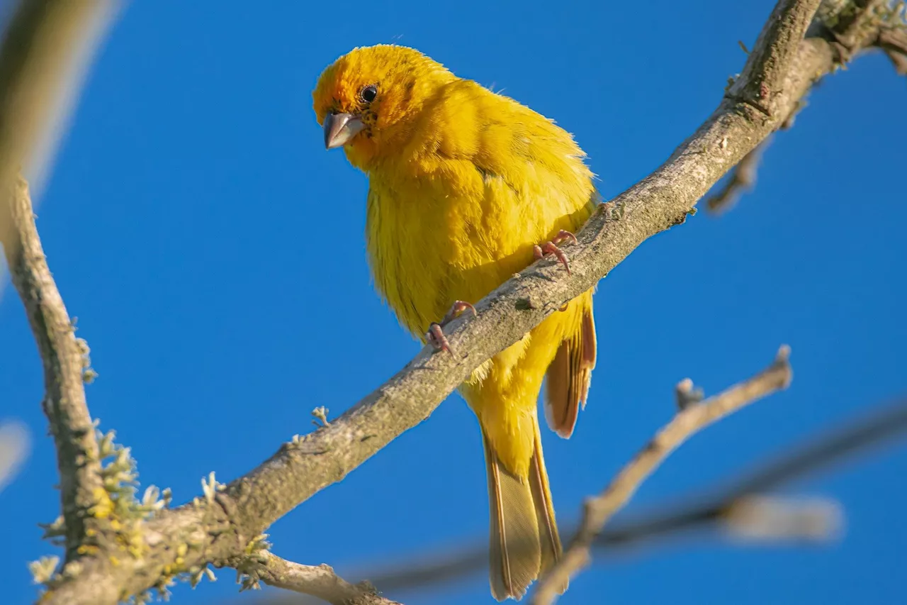 Q&A: Birds of East Africa—their extraordinary diversity and changing behavior