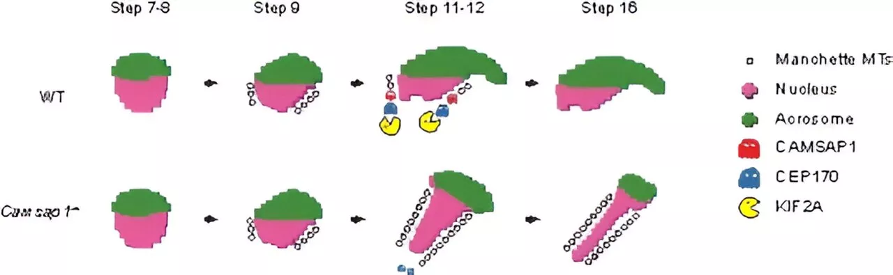 Scientists reveal new mechanism for dynamic regulation of manchette microtubules during sperm development