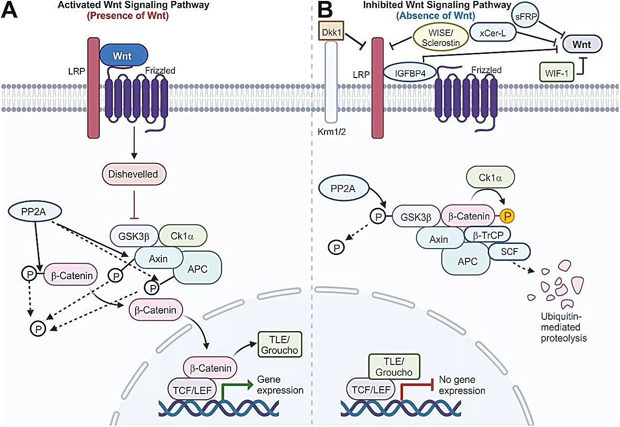 The Wnt signaling pathway: The foundation of cell growth, development, and potential therapeutics