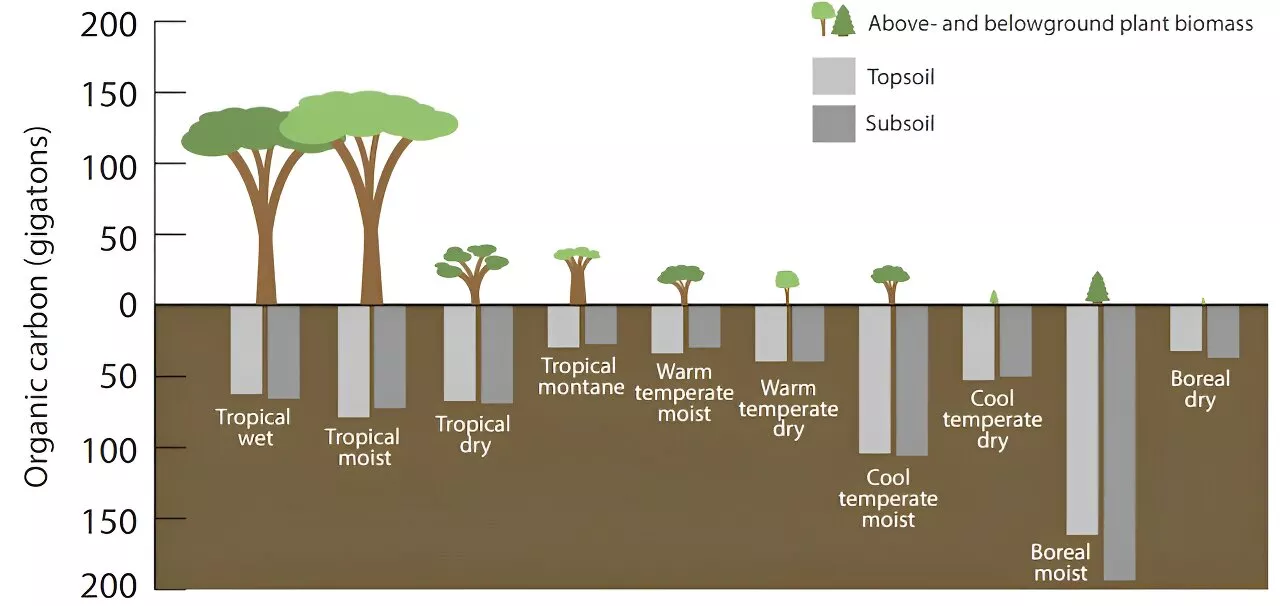 The world's boreal forests may be shrinking as climate change pushes them northward