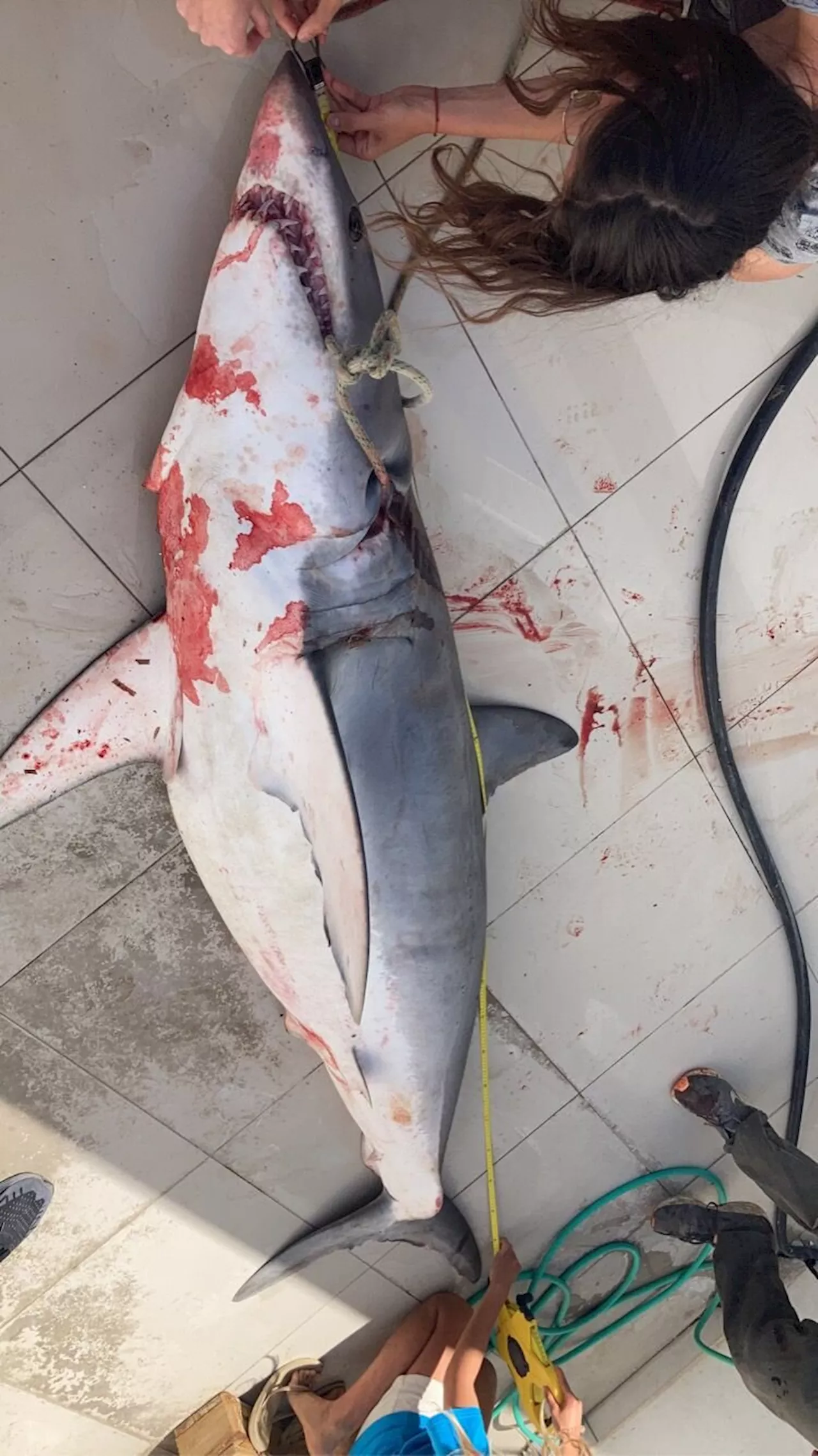 Threatened sharks and rays caught off Cyprus