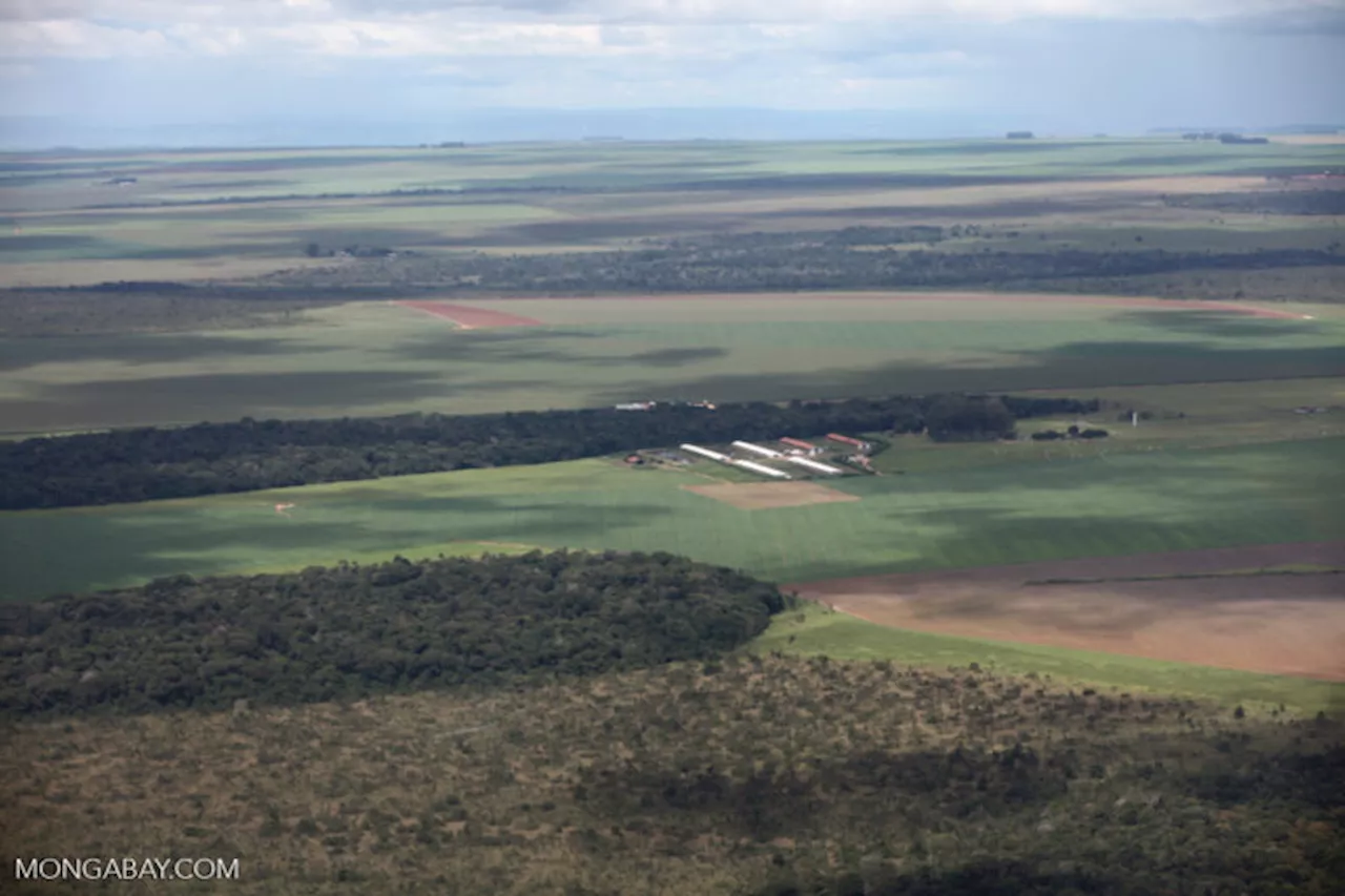 Agriculture in the Pan Amazon: Industrial infrastructure for grains and cereals