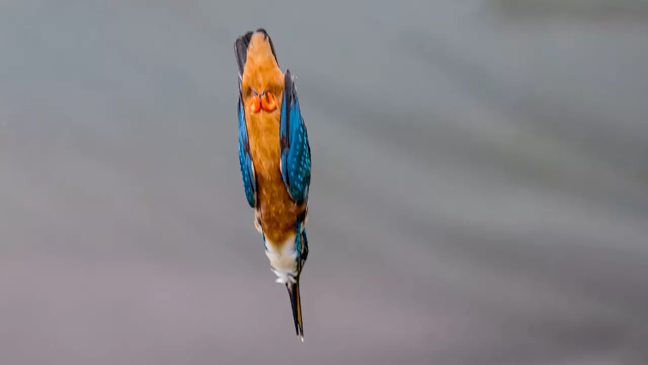 Here's how high-speed diving kingfishers may avoid concussions
