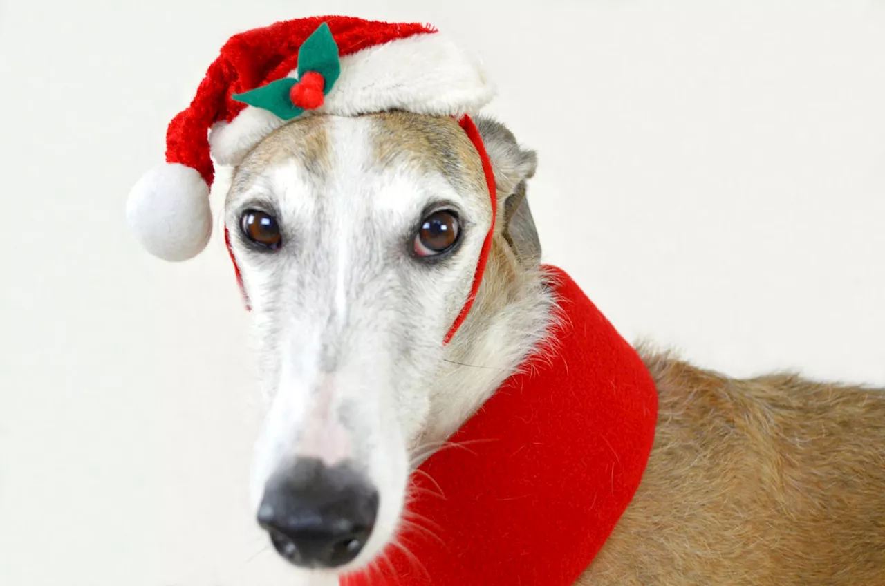 Hector’s Greyhound Rescue in Oswestry Winter Wonderland